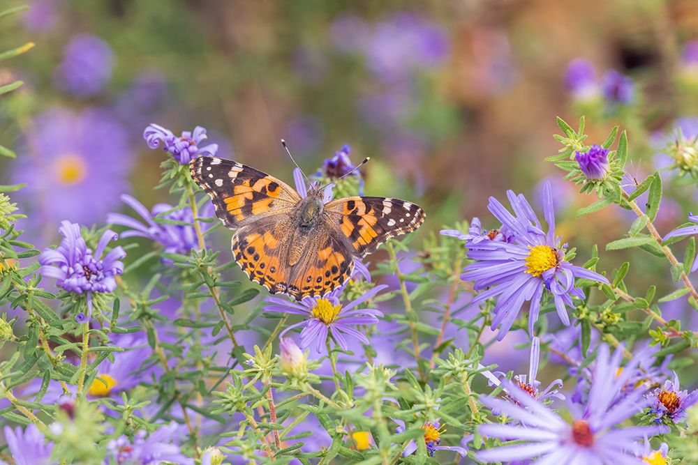 Art Print: Painted Lady on Frikarts Aster-Marion County-Illinois