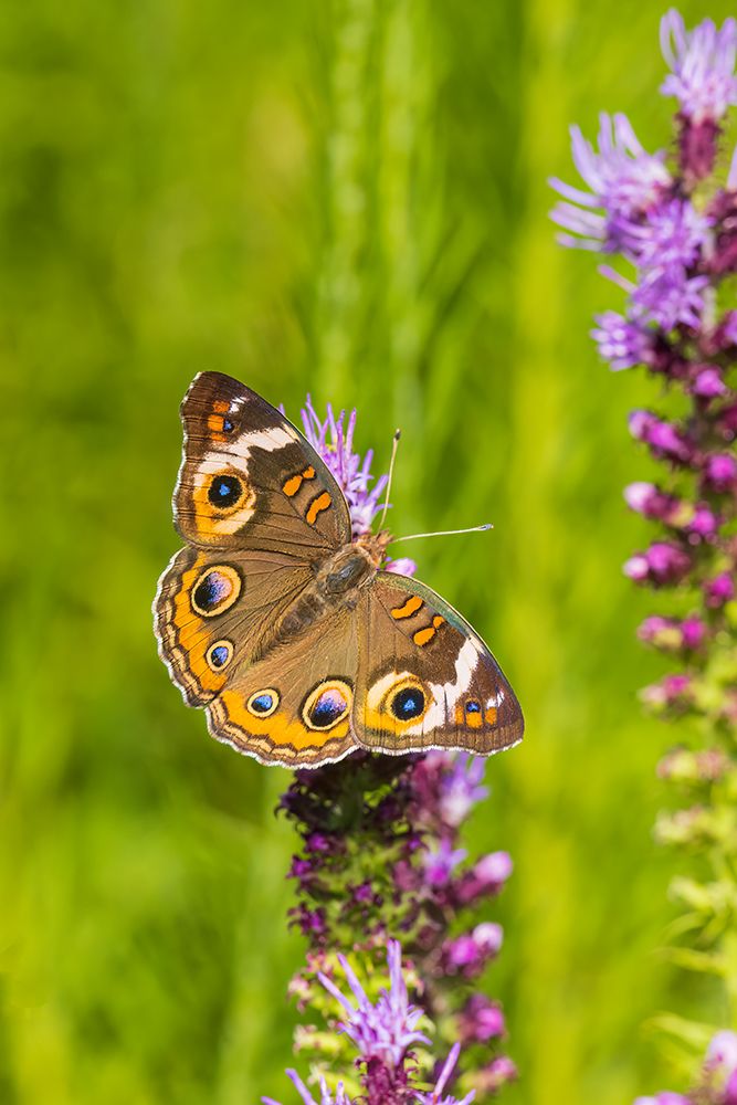 Art Print: Common Buckeye on Prairie Blazing Star-Effingham County-Illinois