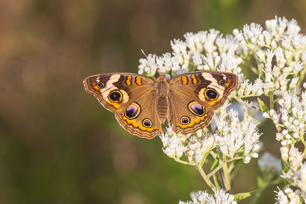 Art Print: Common Buckeye on Common Boneset-Marion County-Illinois