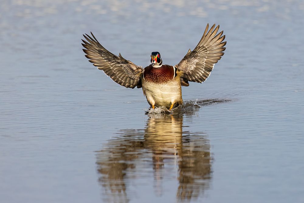 Wall Art Painting id:741304, Name: Wood duck male flying landing in wetland, Marion County, Illinois., Artist: Day, Richard and Susan