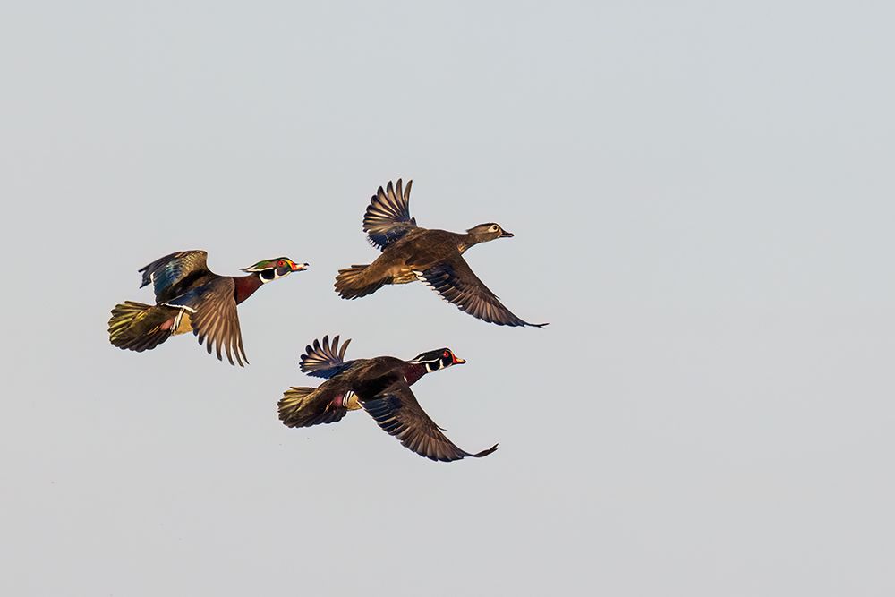 Art Print: Wood duck males and female courtship flight, Marion County, Illinois.