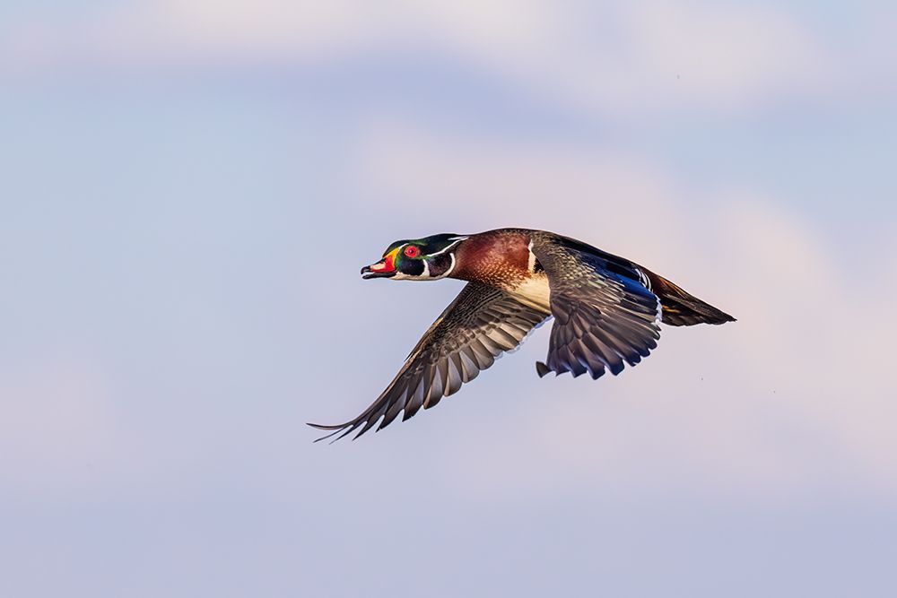 Wall Art Painting id:741306, Name: Wood duck male in flight, Marion County, Illinois., Artist: Day, Richard and Susan