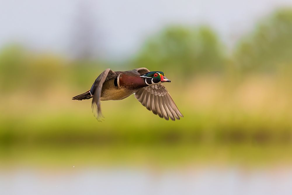 Wall Art Painting id:741307, Name: Wood duck male in flight, Marion County, Illinois., Artist: Day, Richard and Susan