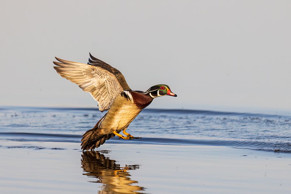 Wall Art Painting id:741308, Name: Wood duck male landing in wetland, Marion County, Illinois., Artist: Day, Richard and Susan