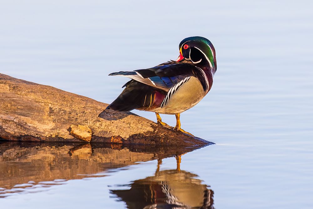 Art Print: Wood duck male preening in wetland, Marion County, Illinois.