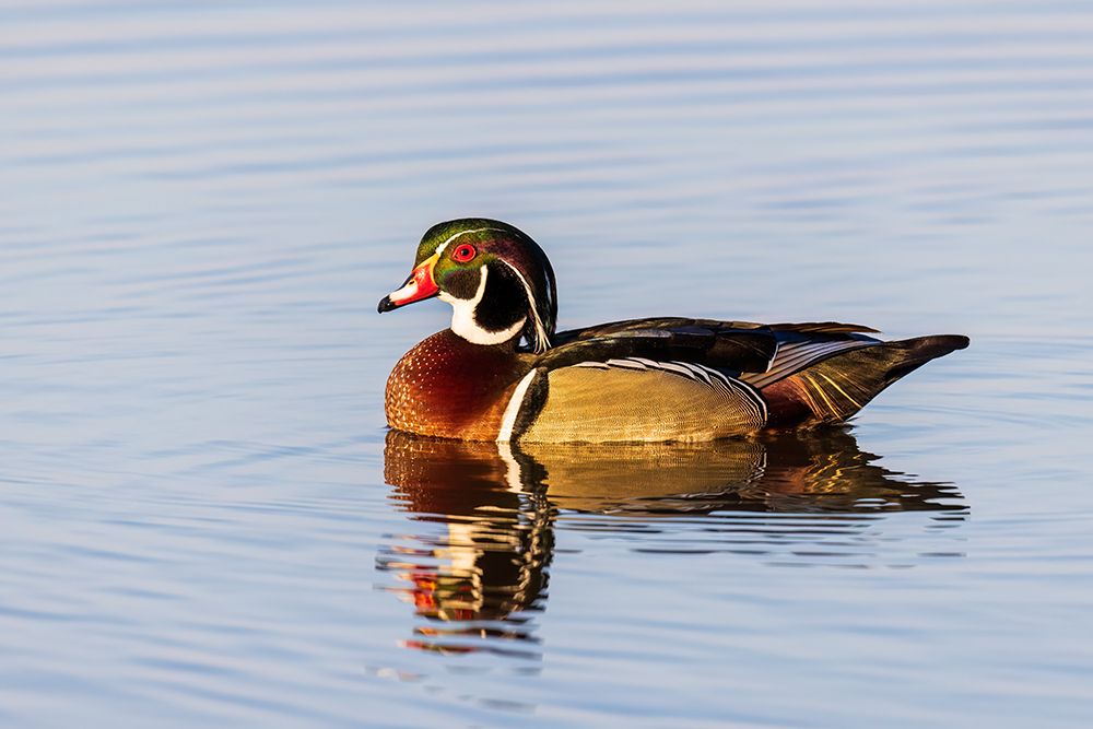 Art Print: Wood duck male in wetland, Marion County, Illinois.
