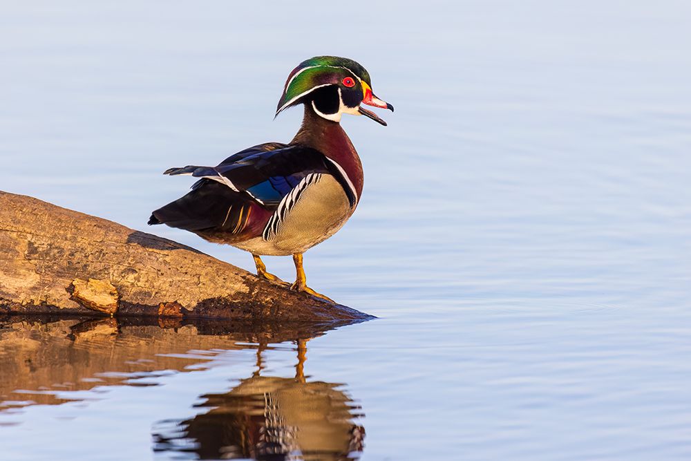 Wall Art Painting id:741312, Name: Wood duck male in wetland, Marion County, Illinois., Artist: Day, Richard and Susan