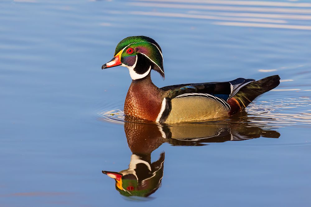 Wall Art Painting id:741313, Name: Wood duck male in wetland, Marion County, Illinois., Artist: Day, Richard and Susan