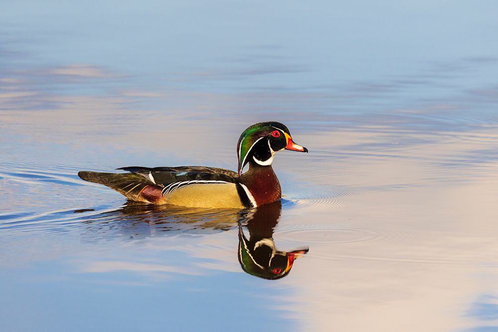 Wall Art Painting id:741314, Name: Wood duck male in wetland, Marion County, Illinois., Artist: Day, Richard and Susan