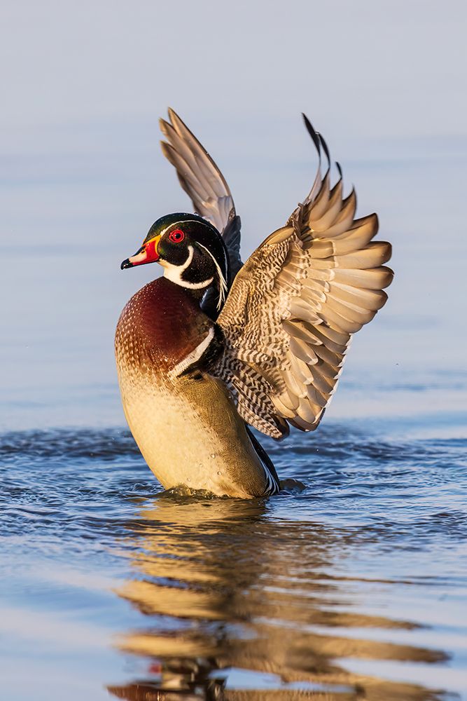 Art Print: Wood duck male flapping wings in wetland, Marion County, Illinois.