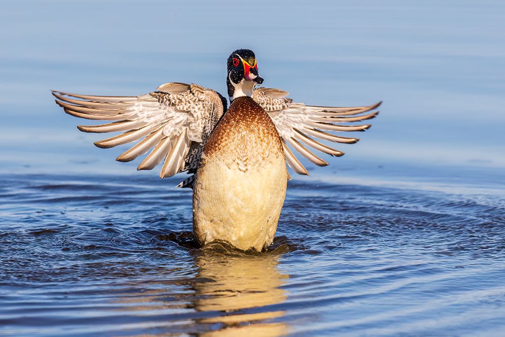 Art Print: Wood duck male flapping wings in wetland, Marion County, Illinois.