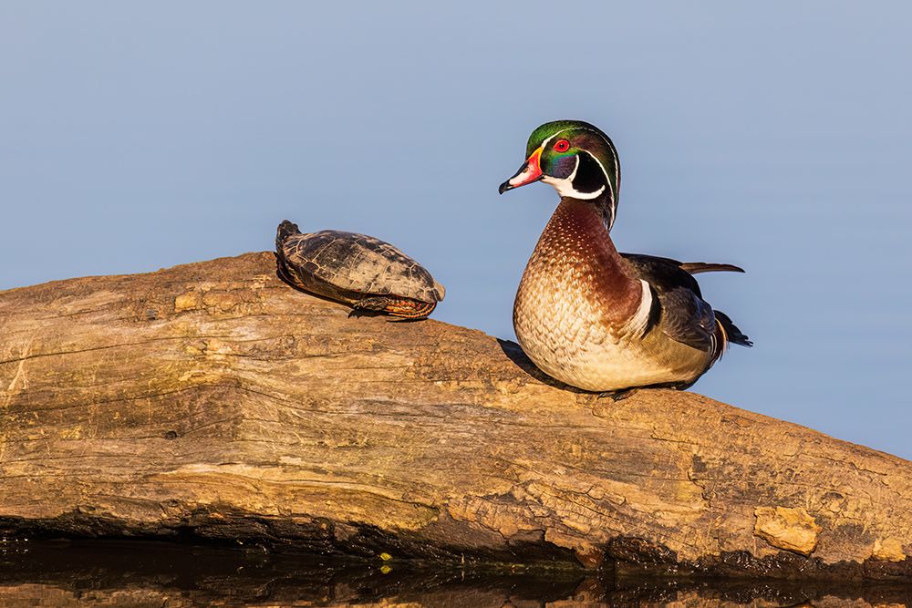 Art Print: Wood duck male on log with painted turtle in wetland, Marion County, Illinois.