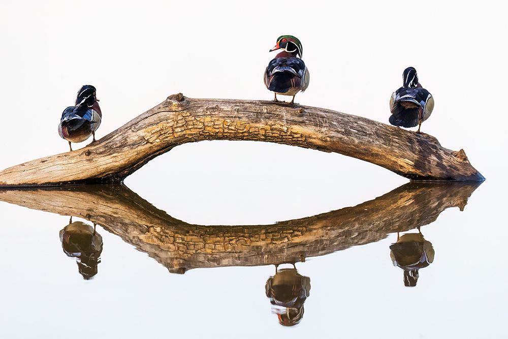 Wall Art Painting id:741318, Name: Wood duck males on log in wetland, Marion County, Illinois., Artist: Day, Richard and Susan
