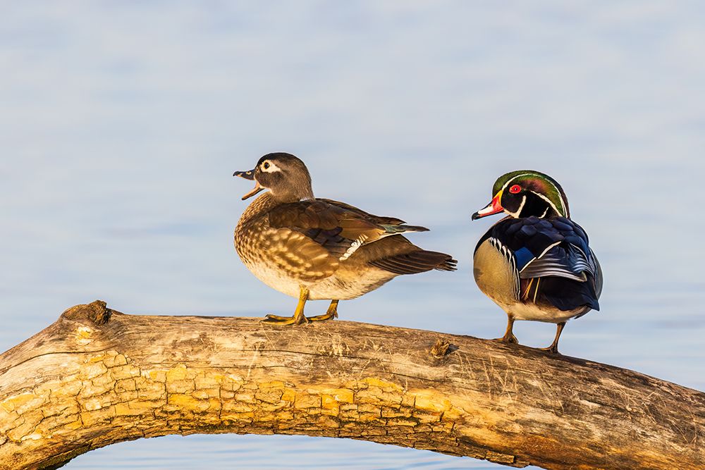Art Print: Wood duck male and female on log in wetland, Marion County, Illinois.