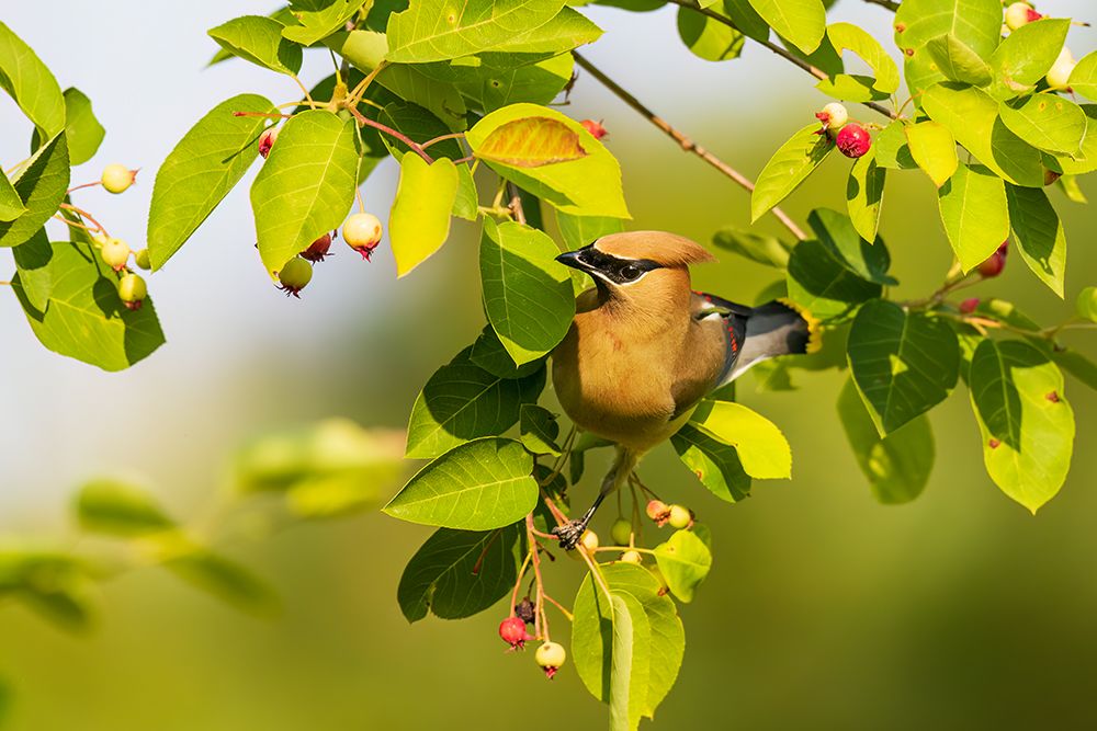 Wall Art Painting id:741336, Name: Cedar waxwing in serviceberry bush, Marion County, Illinois., Artist: Day, Richard and Susan