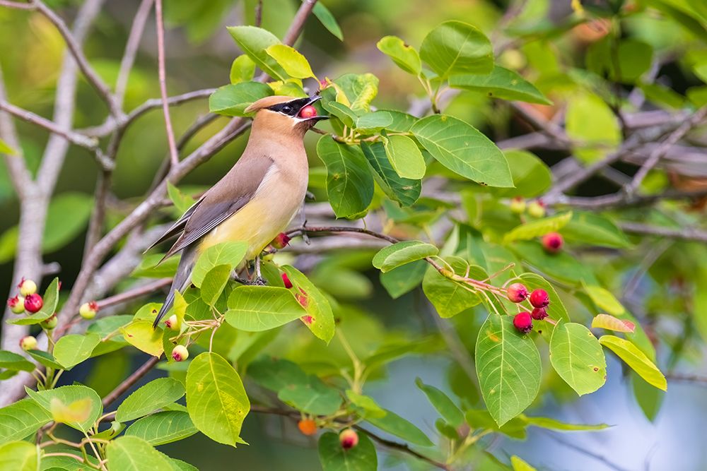 Art Print: Cedar waxwing eating serviceberry, Marion County, Illinois.