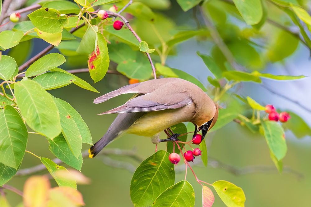 Art Print: Cedar waxwing eating serviceberry, Marion County, Illinois.