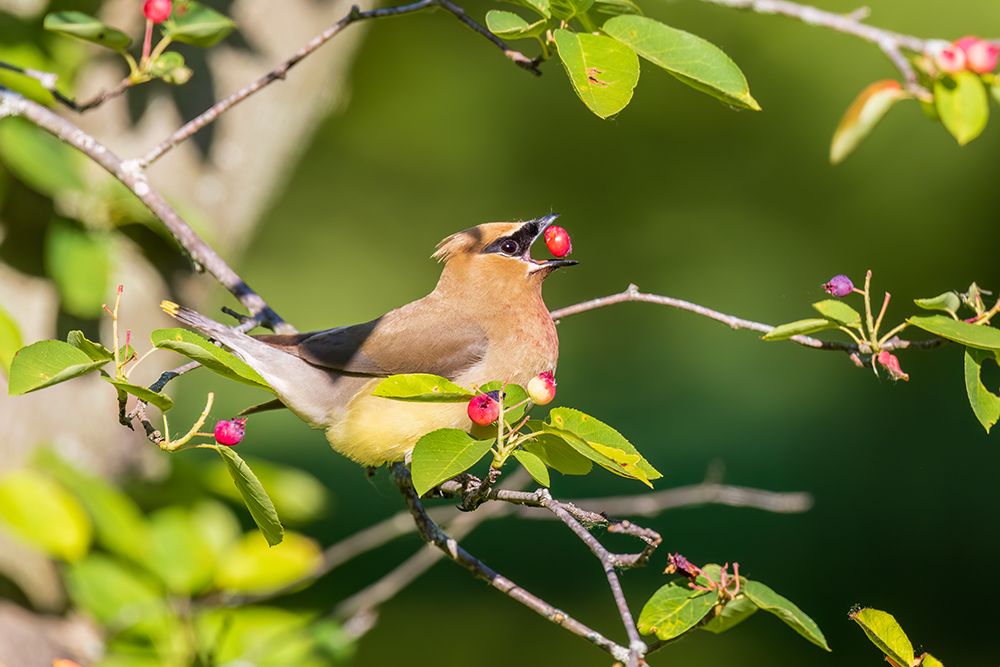 Art Print: Cedar waxwing eating serviceberry, Marion County, Illinois.