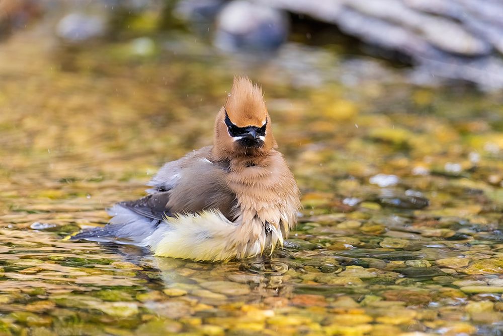 Art Print: Cedar waxwing bathing, Marion County, Illinois.