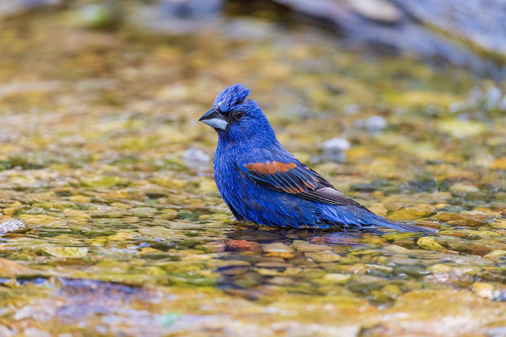 Art Print: Blue grosbeak male bathing, Marion County, Illinois.