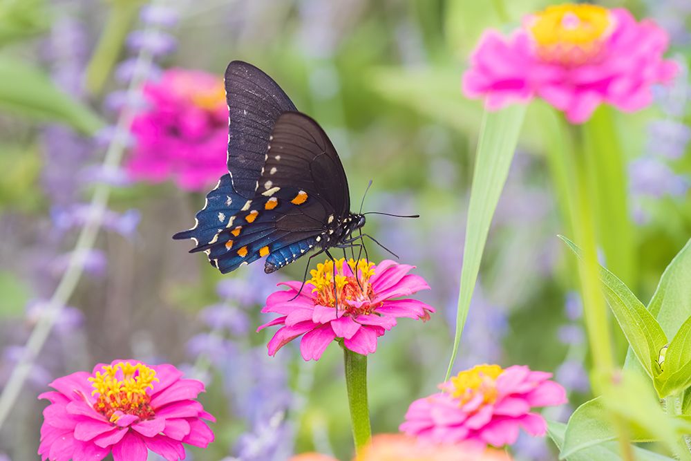 Art Print: Pipevine swallowtail on zinnia, Marion County, Illinois.