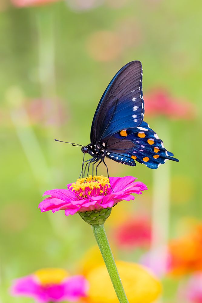 Art Print: Pipevine swallowtail on zinnia, Marion County, Illinois.