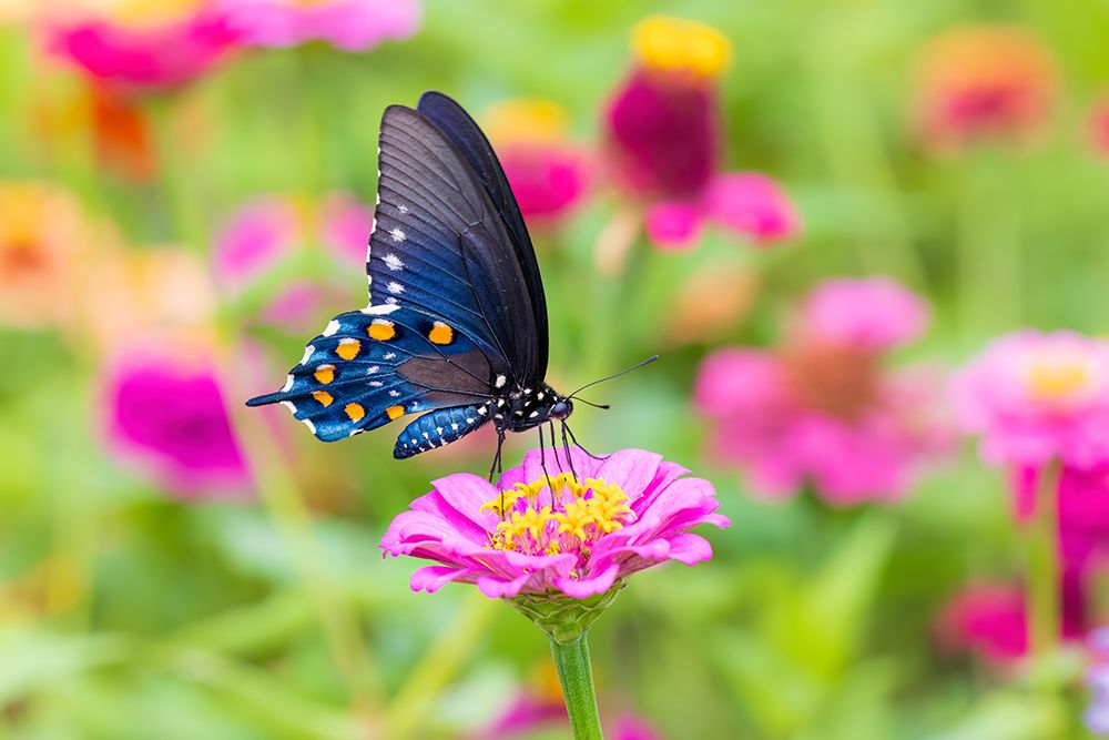 Art Print: Pipevine swallowtail on zinnia, Marion County, Illinois.