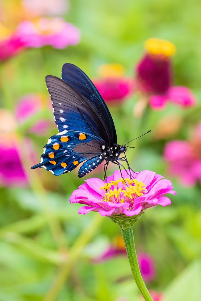 Art Print: Pipevine swallowtail on zinnia, Marion County, Illinois.