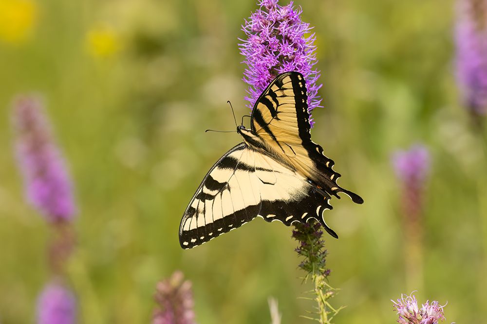 Art Print: Eastern tiger swallowtail on prairie blazing star, Rock Cave Nature Preserve, Illinois.