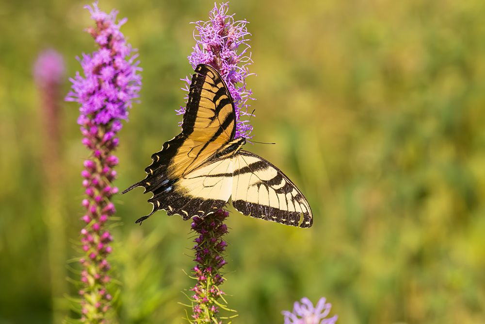 Art Print: Eastern tiger swallowtail on prairie blazing star, Rock Cave Nature Preserve, Illinois.