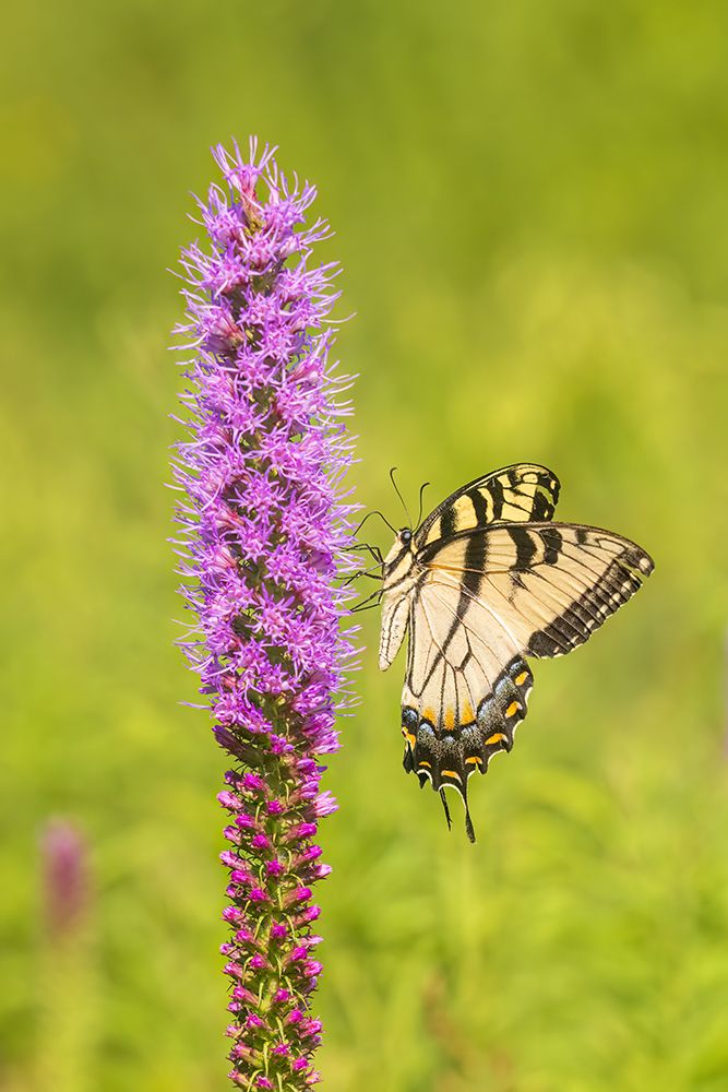 Art Print: Eastern tiger swallowtail on prairie blazing star, Rock Cave Nature Preserve, Illinois.