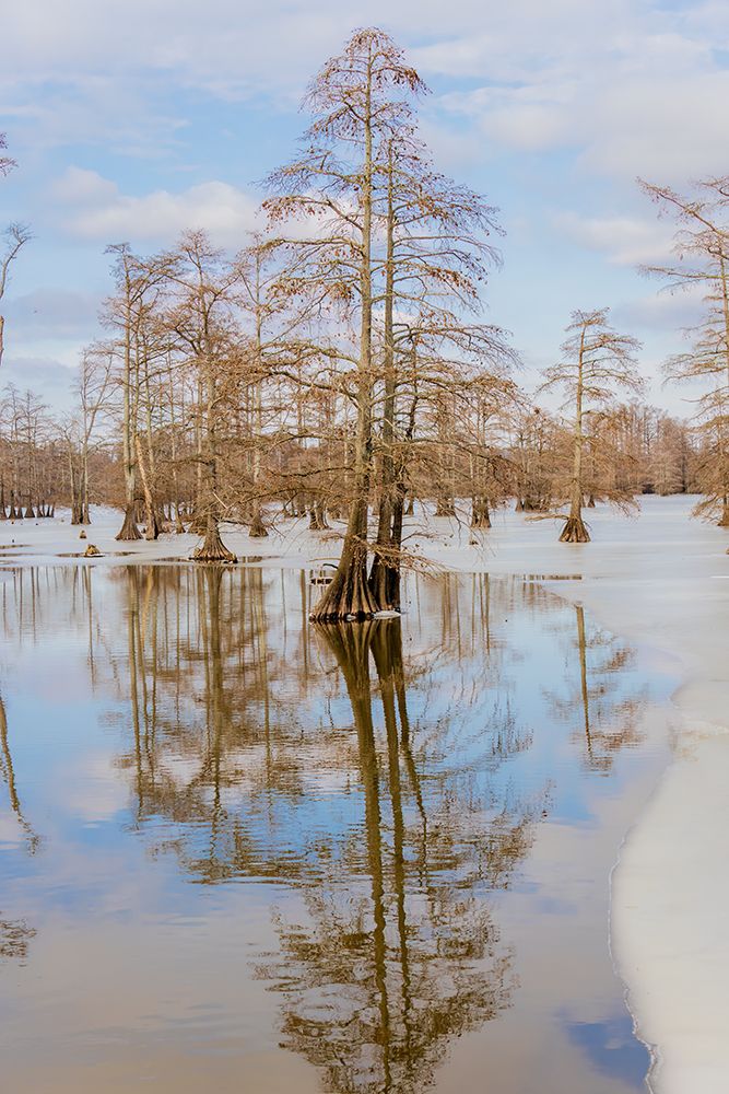 Art Print: Cypress trees in winter, Horseshoe Lake State Fish and Wildlife Area, Alexander County, Illinois.