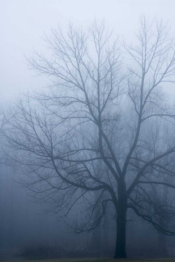 Wall Art Painting id:129885, Name: USA, Indiana Skeleton tree in fog, Artist: Kaveney, Wendy