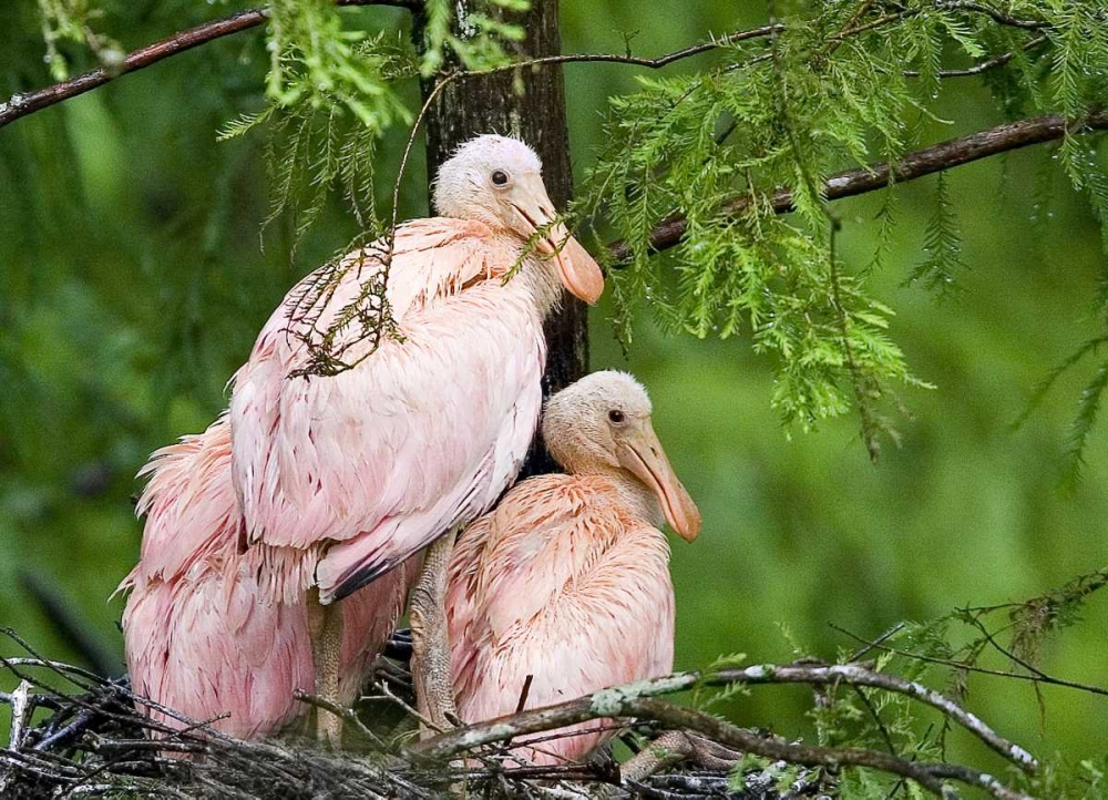 Art Print: Louisiana Spoonbill chicks on their nest