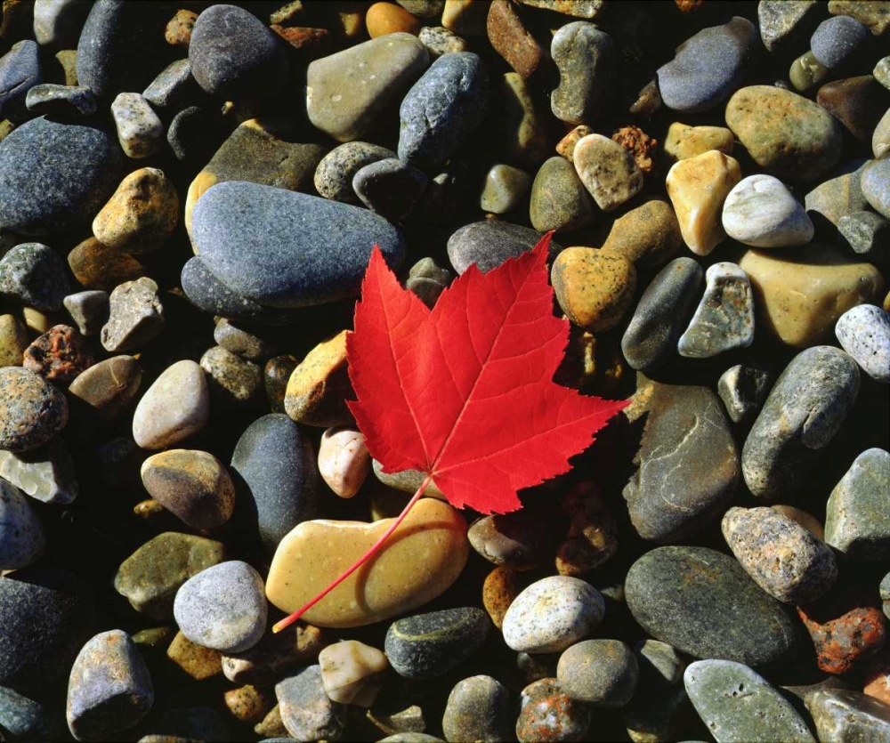 Wall Art Painting id:134934, Name: USA, Maine, A Maple leaf on a Rock Background, Artist: Talbot Frank, Christopher
