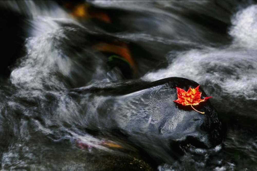 Art Print: USA, Maine Maple leaf on black rock in stream
