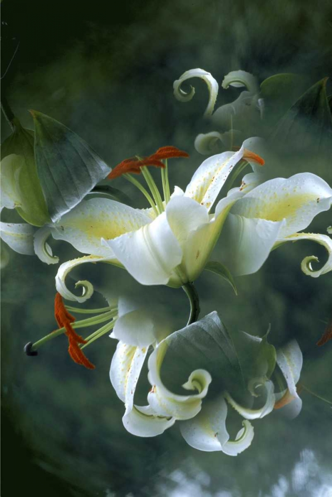 Wall Art Painting id:131327, Name: NY, Slingerlands Abstract of lily bouquet, Artist: Noble Gardner, Nancy