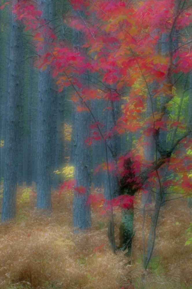 Art Print: Michigan Soft focus of a forest in autumn color