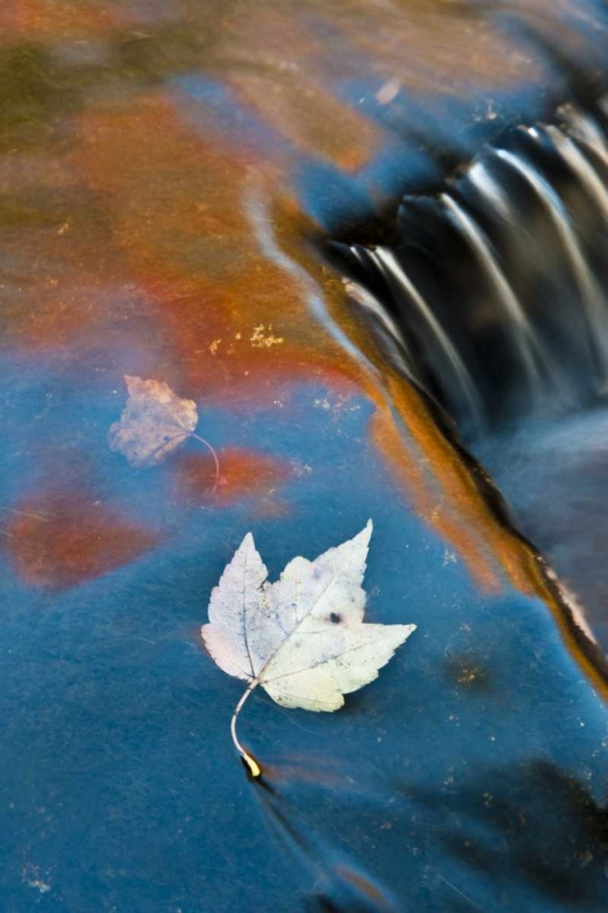 Art Print: MI, Leaf floating in pond at Bond Falls