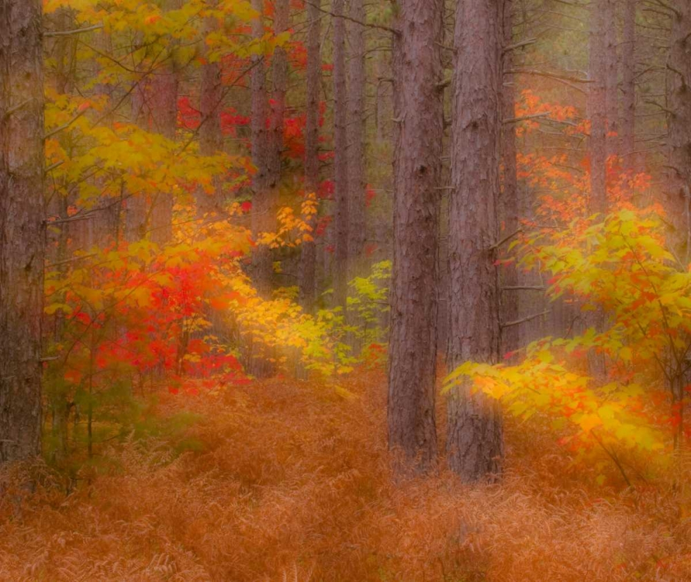 Art Print: Michigan Soft focus of a forest in autumn color