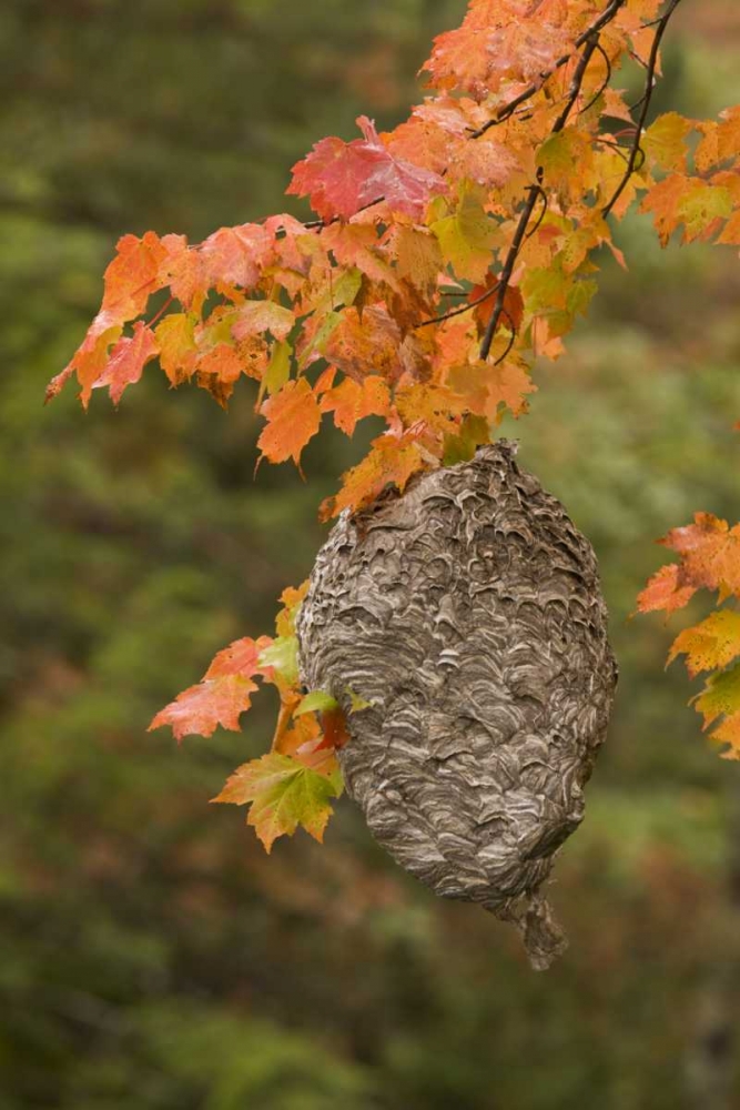 Art Print: MI, Bald-faced hornet nest in a maple tree