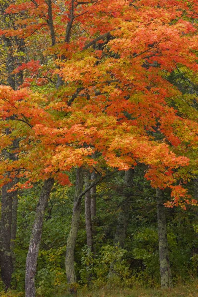 Art Print: Michigan Autumn maple trees in full color