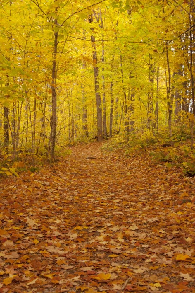 Art Print: Michigan Fallen maple leaves on trail