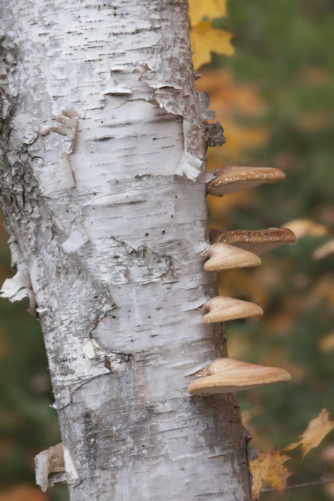Art Print: Michigan Shelf mushrooms on birch tree