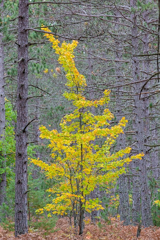 Art Print: Yellow Maple tree in pine forest in fall-Alger County-Michigan