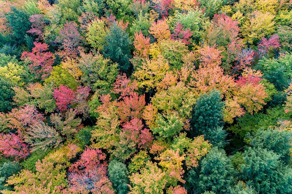 Art Print: Aerial view of Hugoboom Lake in fall color-Alger County-Michigan