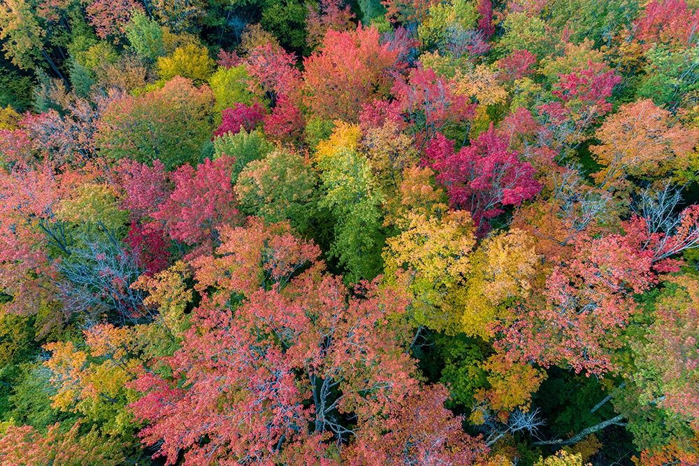 Art Print: Aerial view of Hugoboom Lake in fall color-Alger County-Michigan