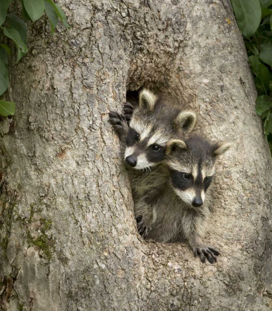 Art Print: Minnesota, Sandstone Raccoons in a hollow tree
