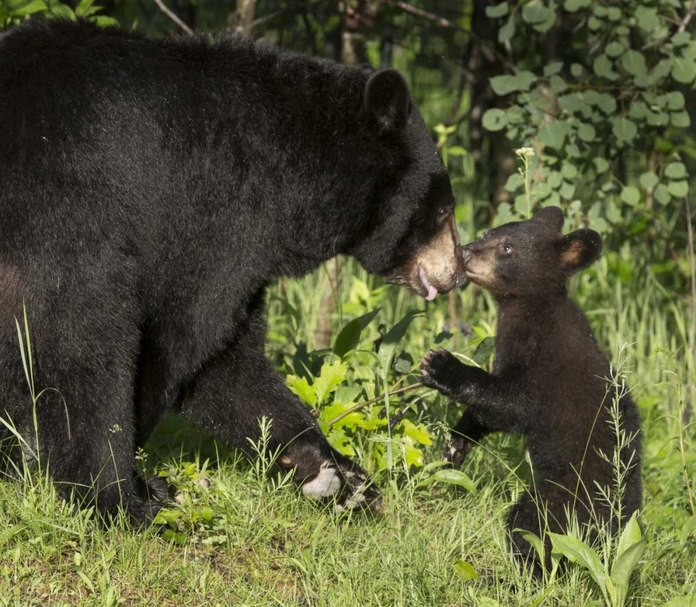 Art Print: Minnesota, Sandstone Black bear mother and cub