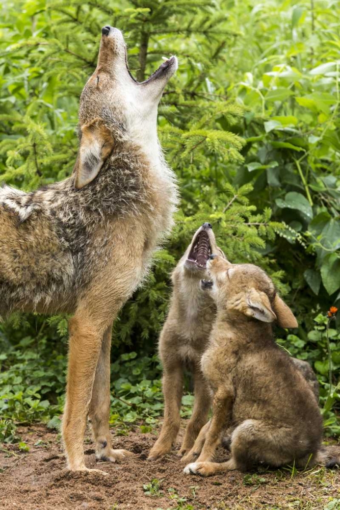 Art Print: Minnesota, Sandstone Coyote mother and pups howl